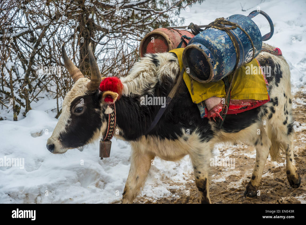 Ein Dzo (Yak Hybrid) zu Fuß auf den Schnee, in Nepal mit einer schweren Last auf dem Rücken Stockfoto