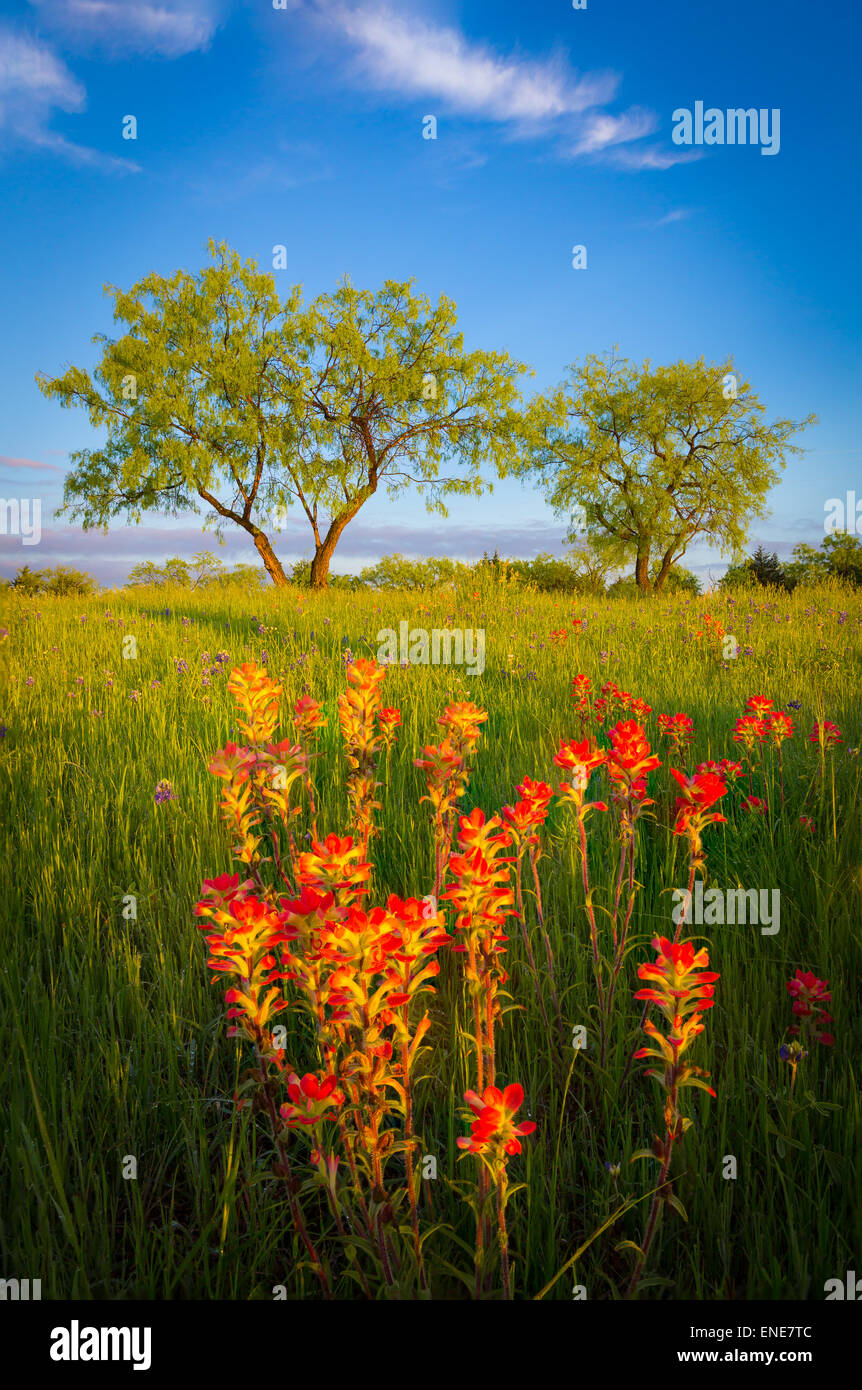 Texas-Pinsel und Bäume in Ennis / Texas. Stockfoto
