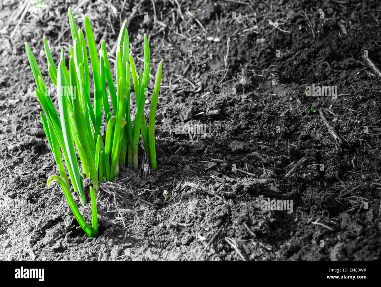 Frischen grünen Triebe der Pflanzenleben aus schlammigen Frühling Boden Stockfoto