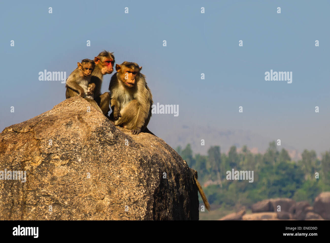 Affen-Familie sitzt auf den Felsen in den Bergen Stockfoto