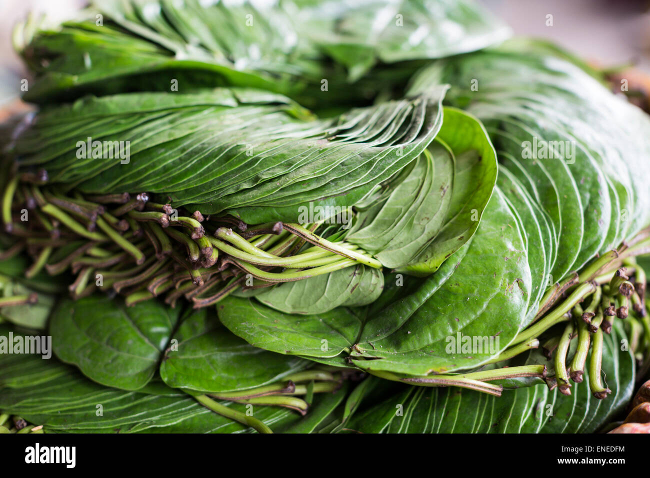 Betel Blätter, Markthalle, Thimphu, der westlichen Bhutan, Asien Stockfoto