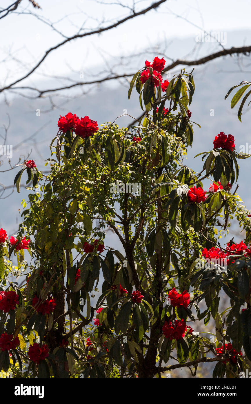 Rhododendron-Busch in Blüte, westliche Bhutan, Asien Stockfoto