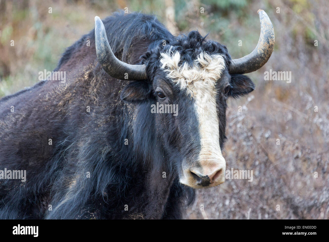 Bull Yak in der Nähe von Phobjikjha Tal, westliche Bhutan, Asien Stockfoto