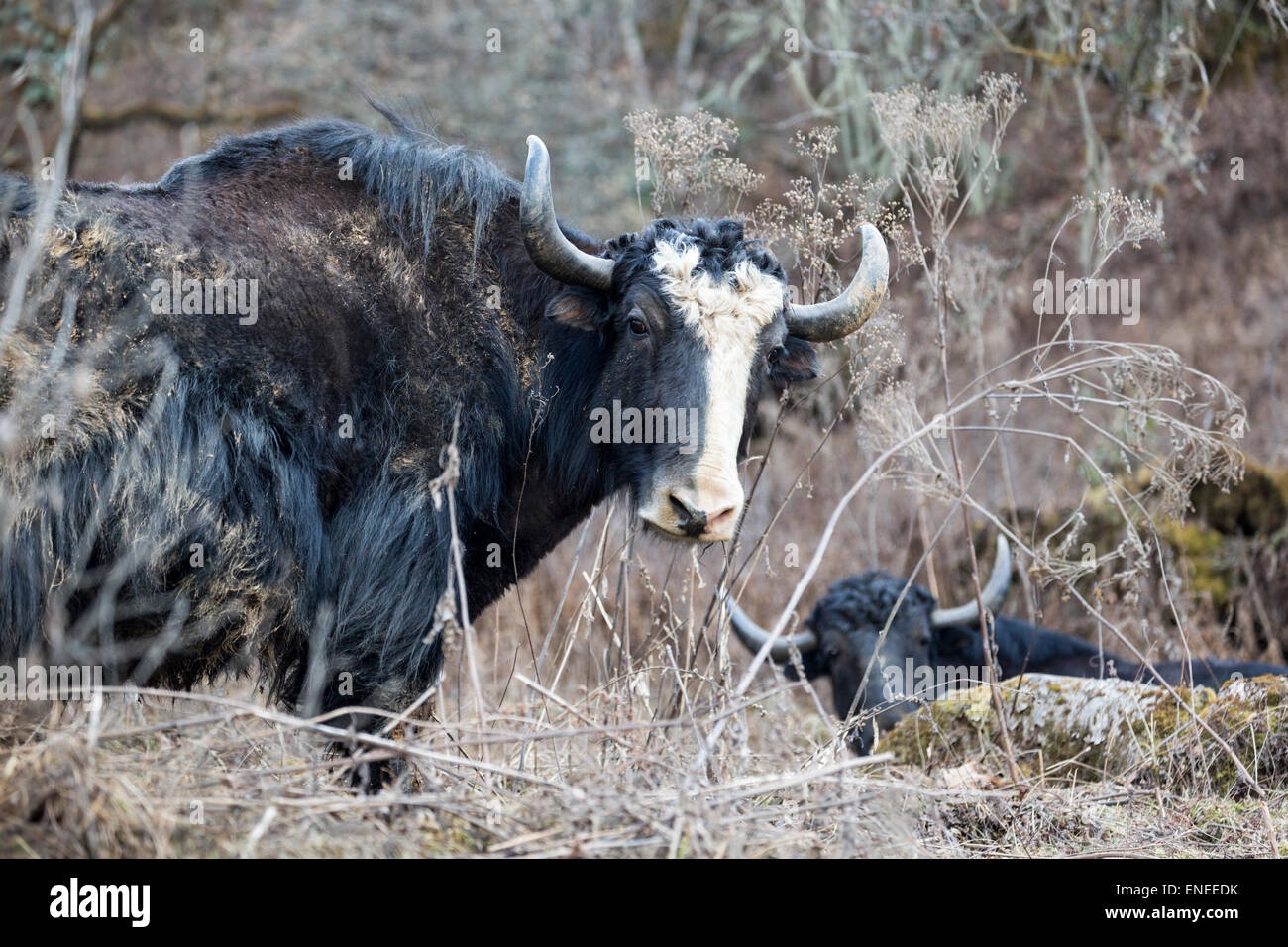 Bull Yak in der Nähe von Phobjikjha Tal, westliche Bhutan, Asien Stockfoto