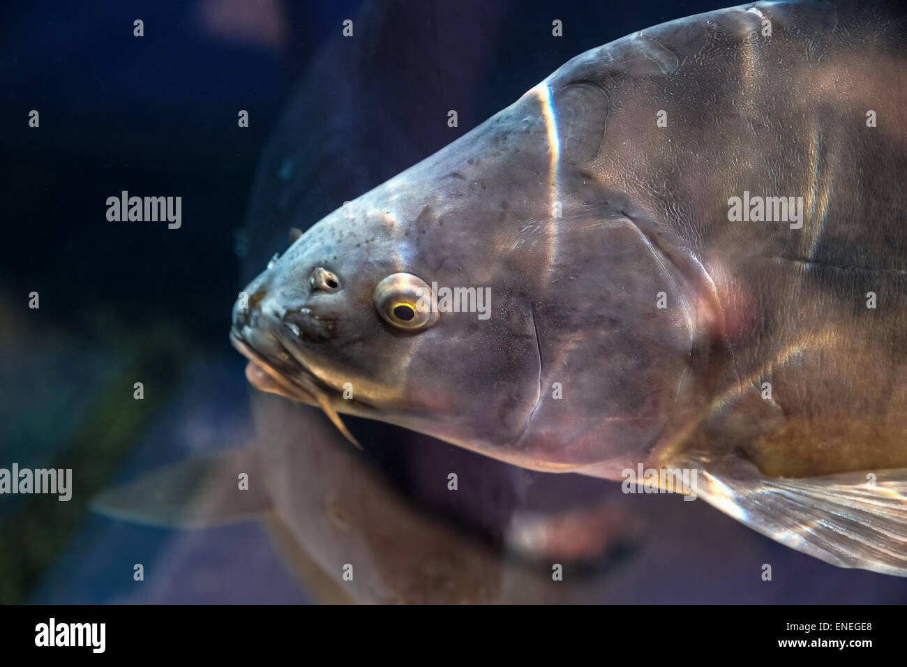Karpfen im Aquarium oder Behälter unter Wasser auf Fischzucht Stockfoto
