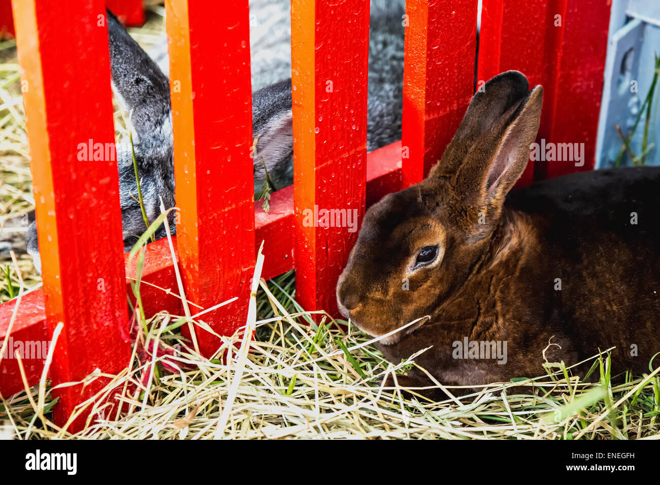 Kaninchen oder Hase in Zelle auf Bauernhof. Ackerland-Industrie Stockfoto