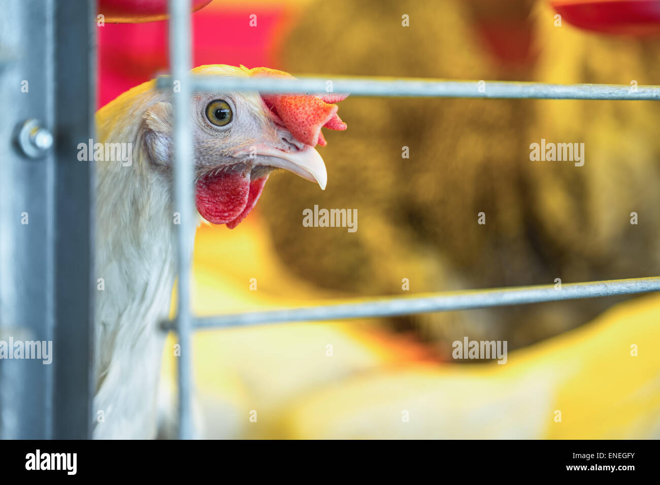 Huhn im Bauernhof Inkubator oder coop. Ackerland-Industrie Stockfoto