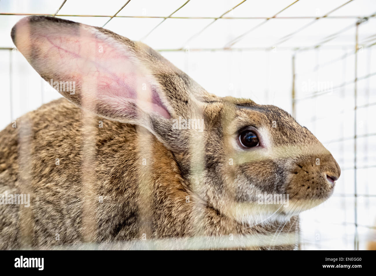 Kaninchen oder Hase in Zelle auf Bauernhof. Ackerland-Industrie Stockfoto