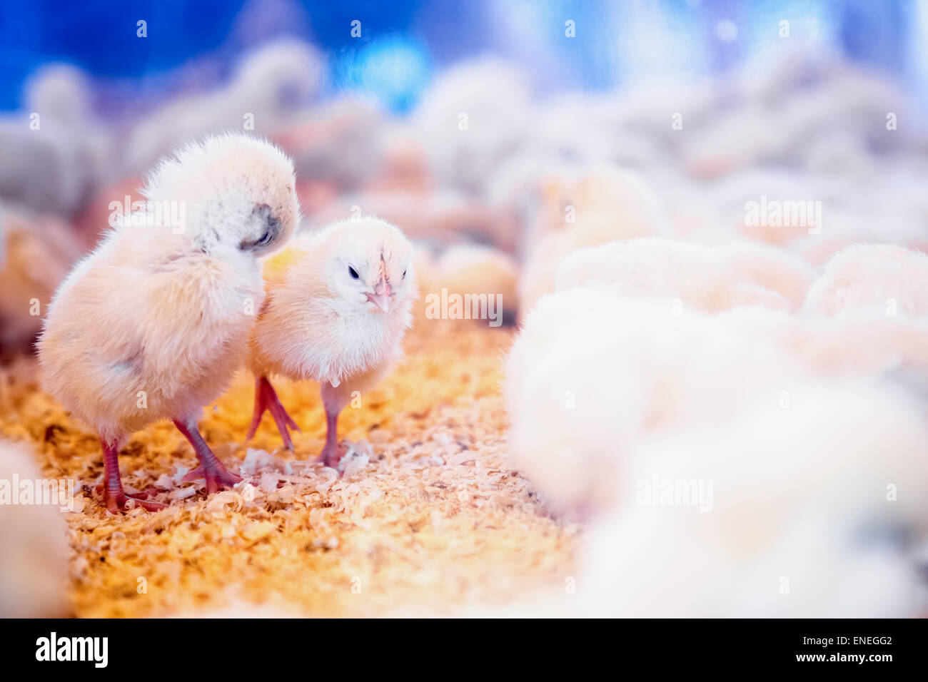 Kleine Hühner im Hof Inkubator oder Coop. Ackerland-Industrie Stockfoto
