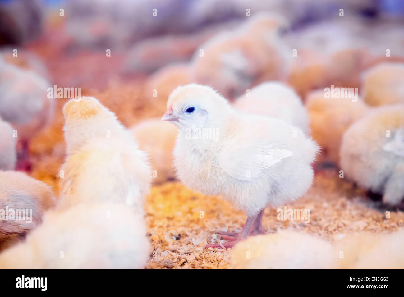 Kleine Hühner im Hof Inkubator oder Coop. Ackerland-Industrie Stockfoto