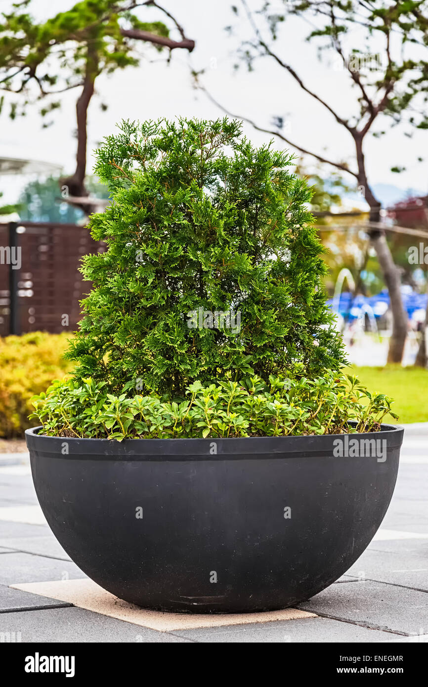 Grüne Bonsai Kiefer Baum oder die asiatischen Zier- oder dekorative Pflanze in schwarzen Keramiktopf Stockfoto
