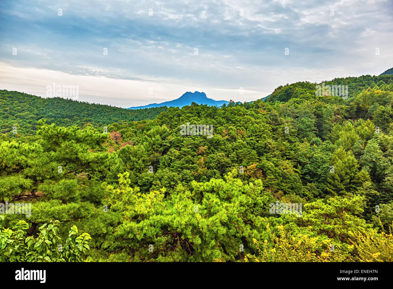 Berge mit grünen Bäumen Landschaft in Südkorea Stockfoto