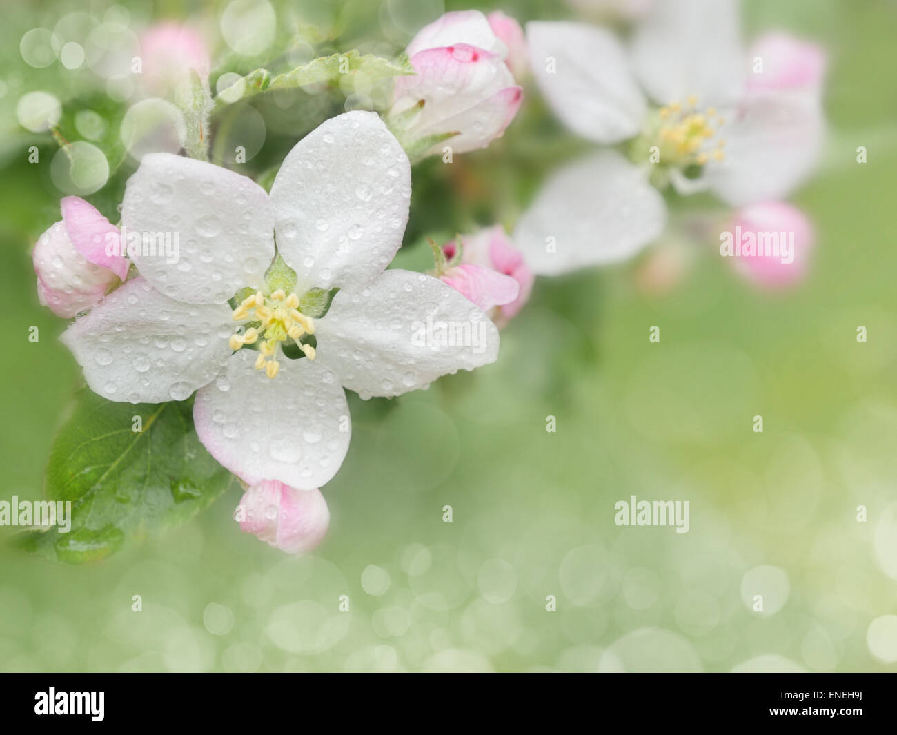 Blühende Apfel. Zweig der Apfelbaum in der Blüte im Frühjahr. Close-up. Stockfoto