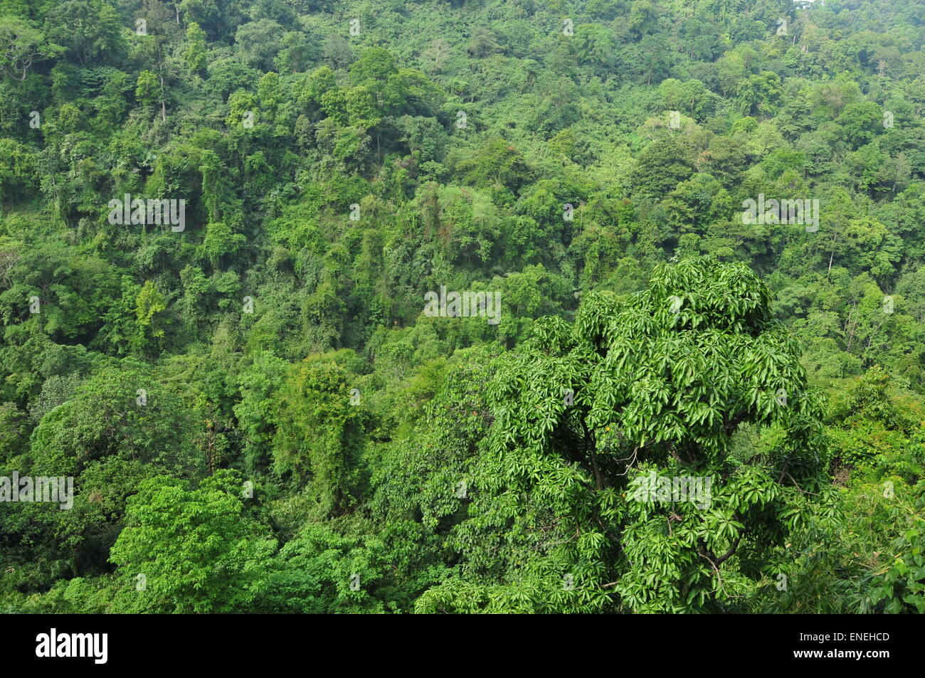 Dichten Waldbäume in Kerala. Stockfoto