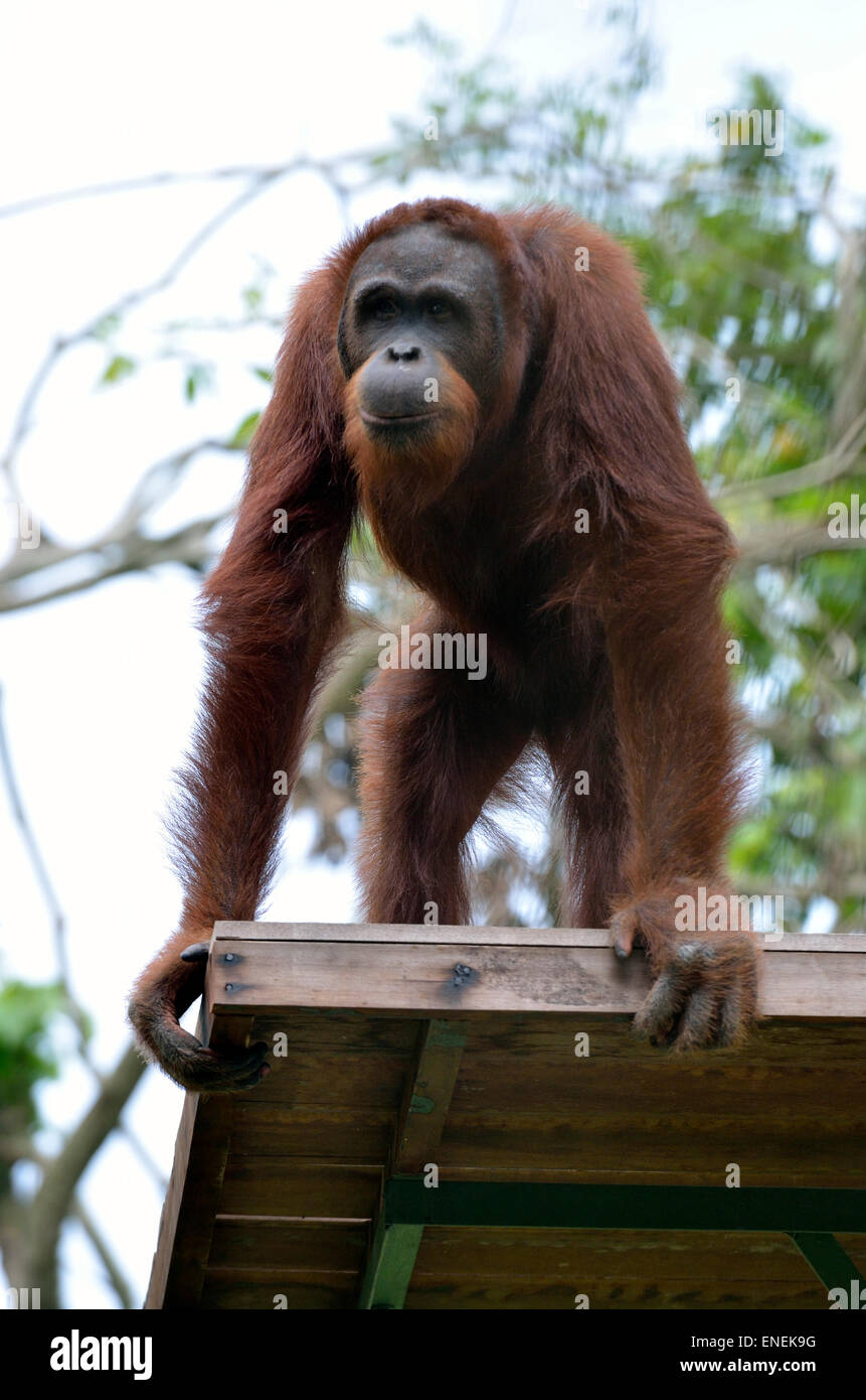 Stock Bild von einem Orang-Utan Stockfoto