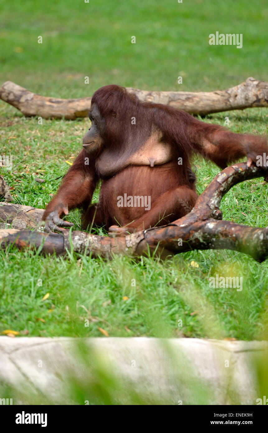 Stock Bild von einem Orang-Utan Stockfoto