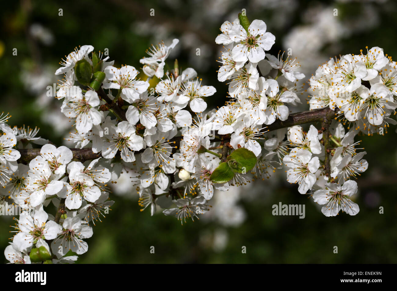 Schlehe (Prunus Spinosa) in Blüte Stockfoto