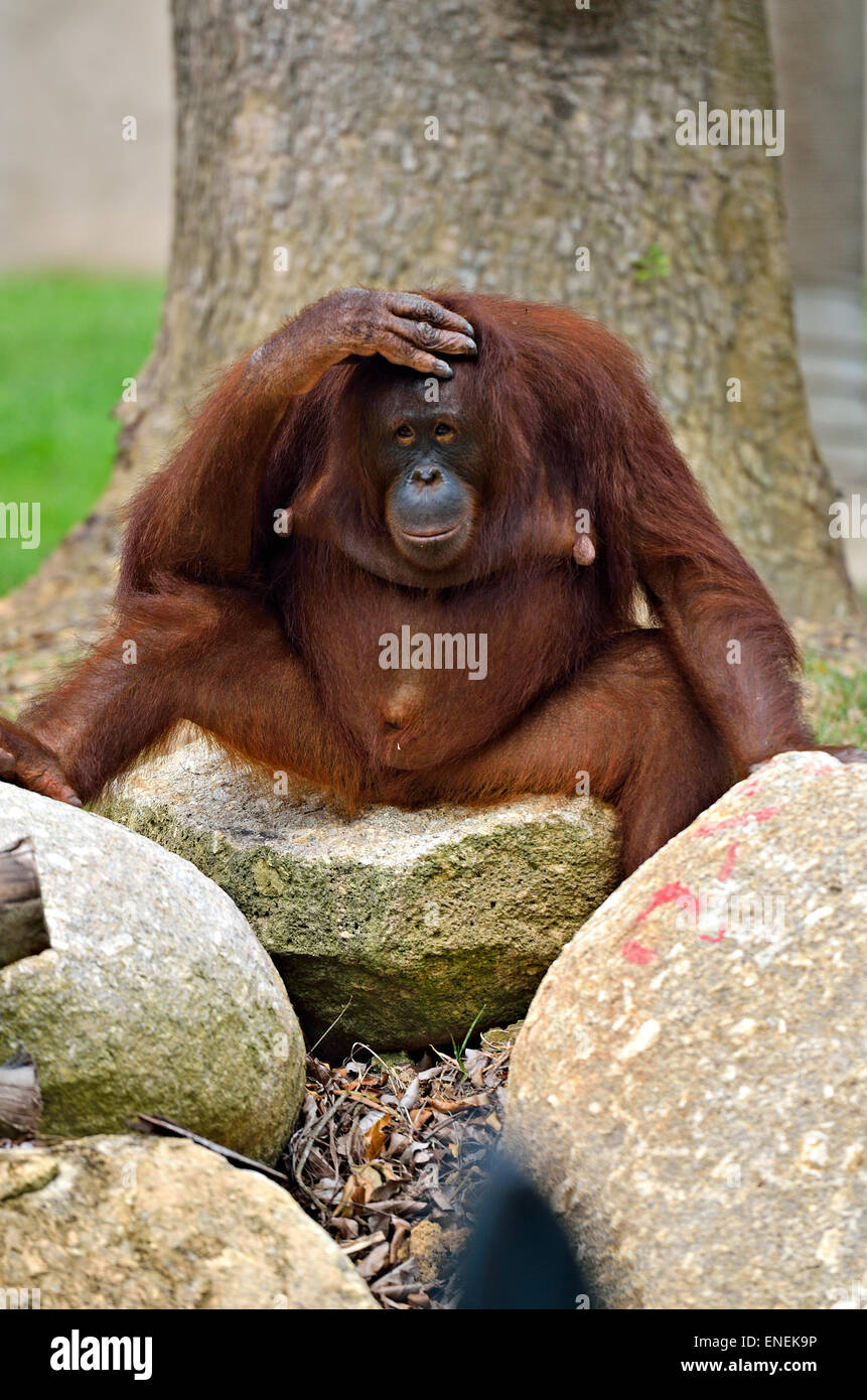 Stock Bild von einem Orang-Utan Stockfoto