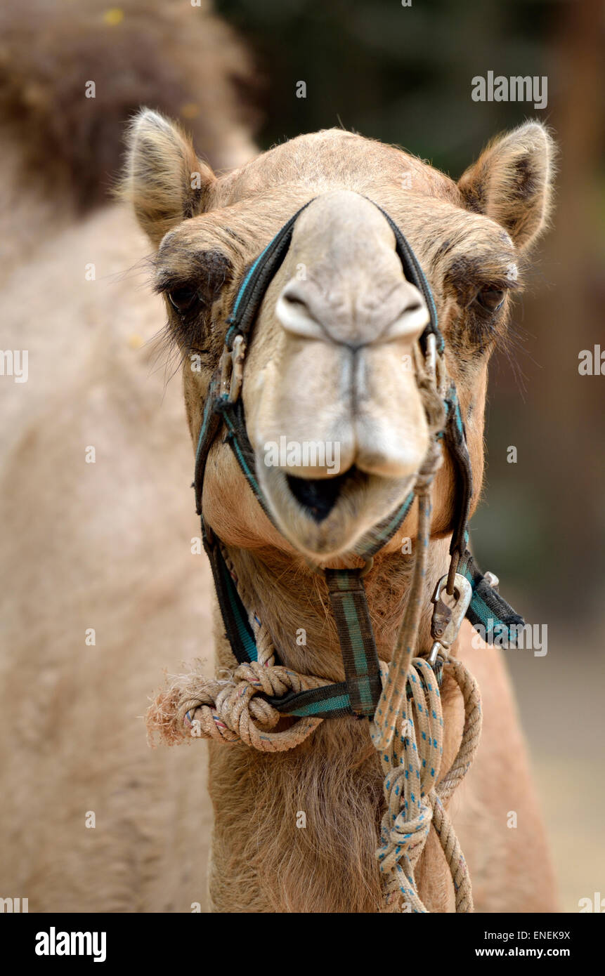 Abbildung des Kamels Stockfoto