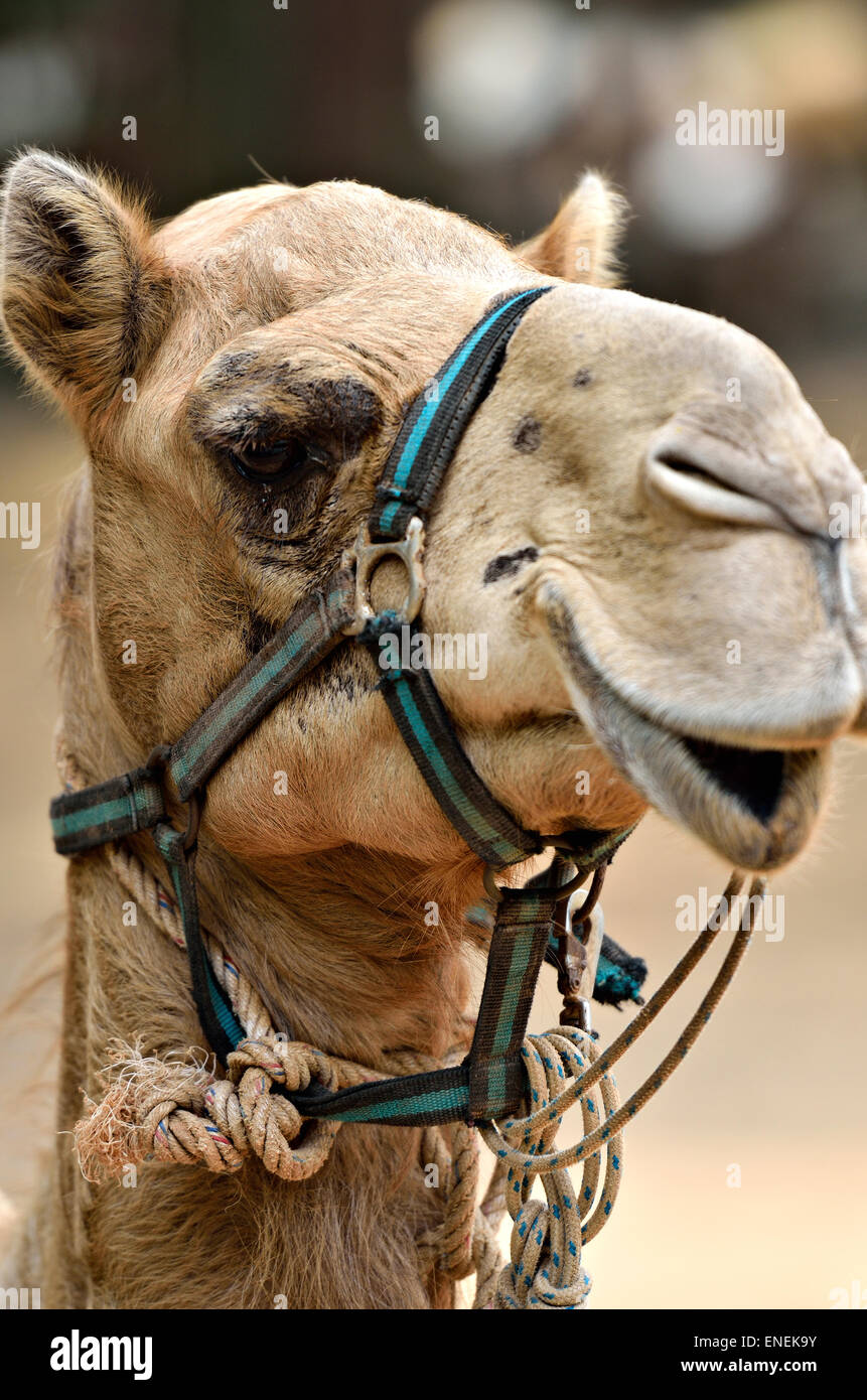 Abbildung des Kamels Stockfoto