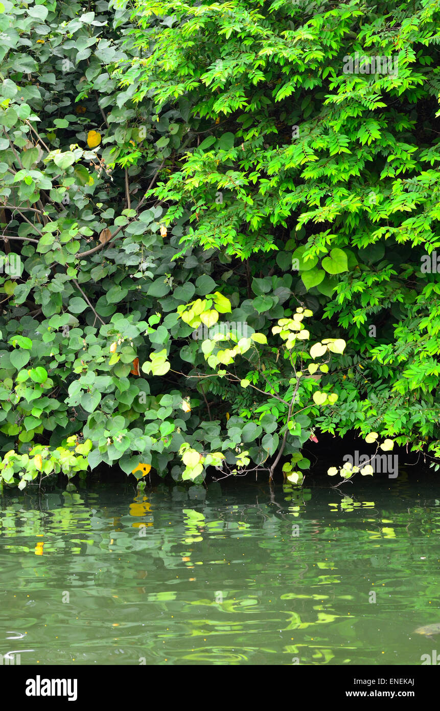 Abbildung des Wald-Fluss-Szene Stockfoto