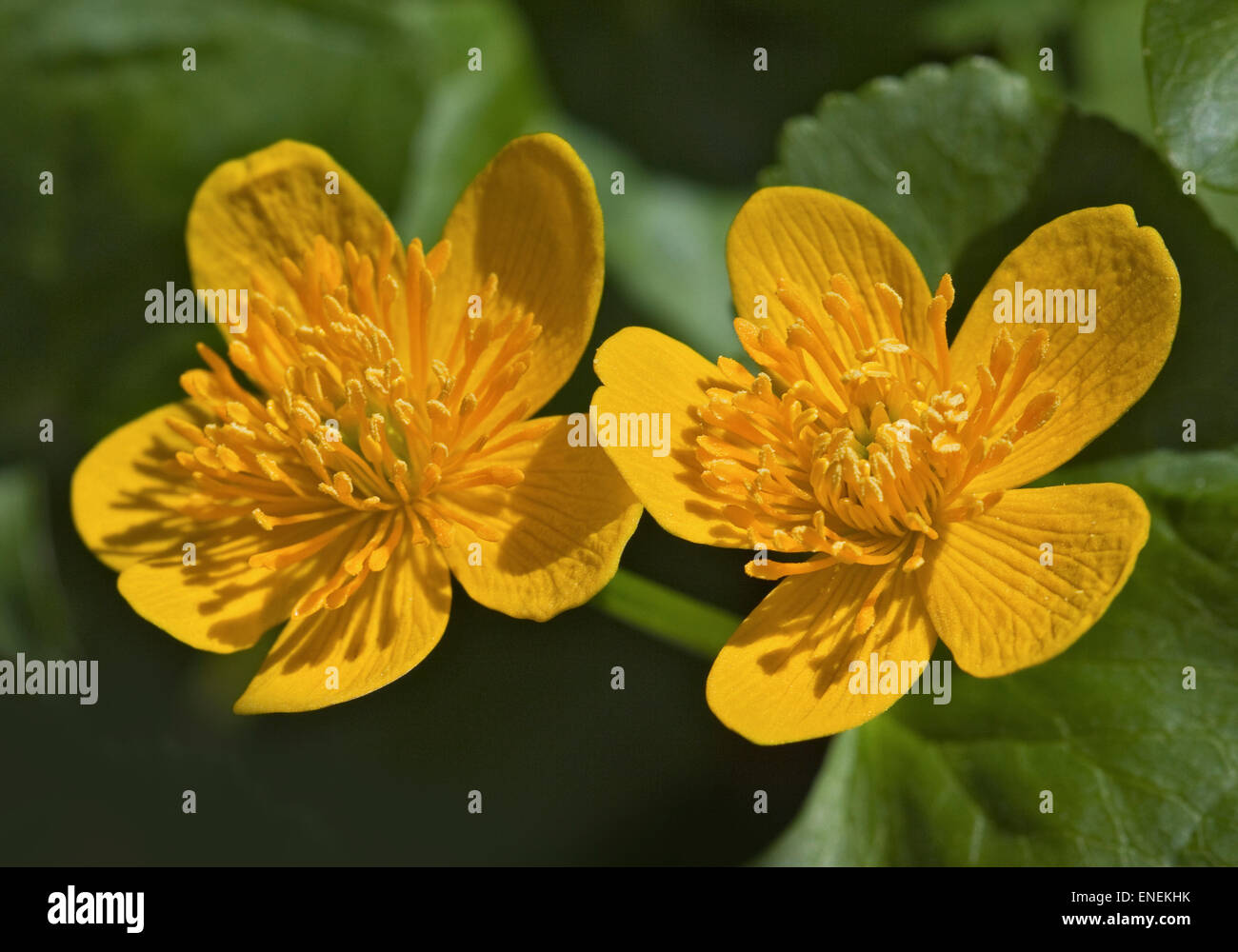 Marsh Marigold (Caltha Palustris Polypetala) Stockfoto