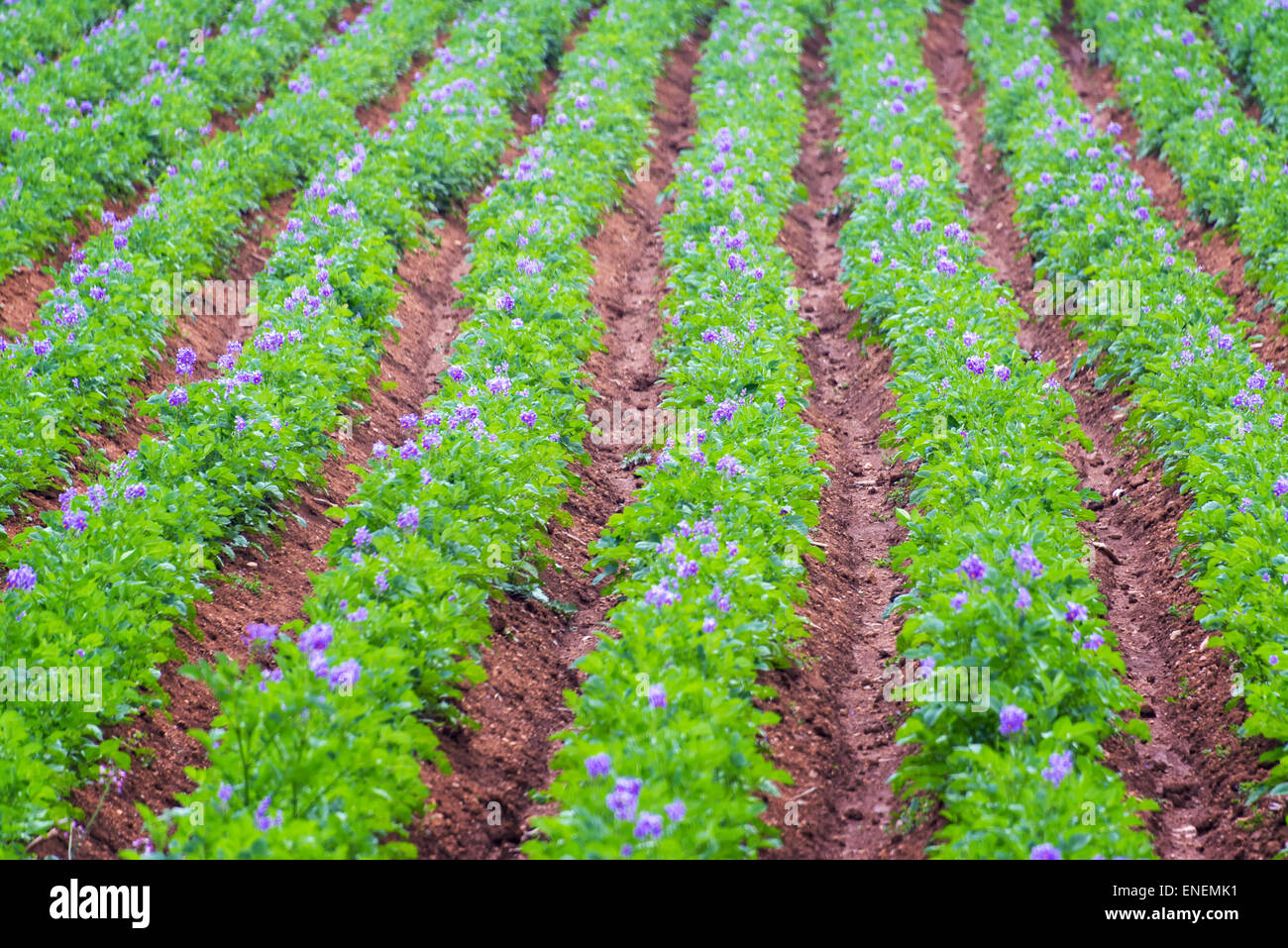 Reihen von üppigen grünen Kartoffelpflanzen mit lila Blüten in der Nähe von Concepcion, Peru Stockfoto