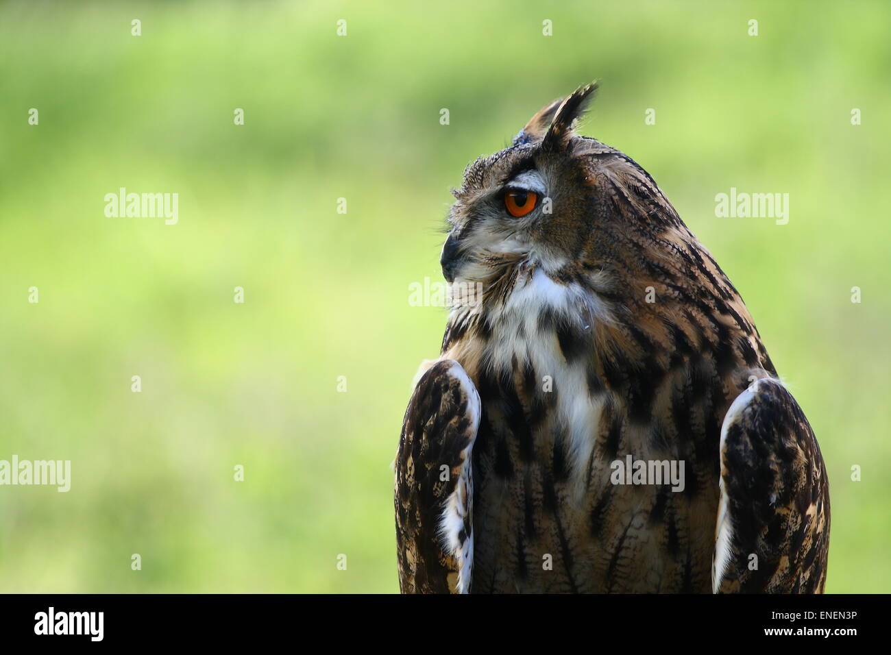 Große gehörnte Eule mit roten Augen Stockfoto