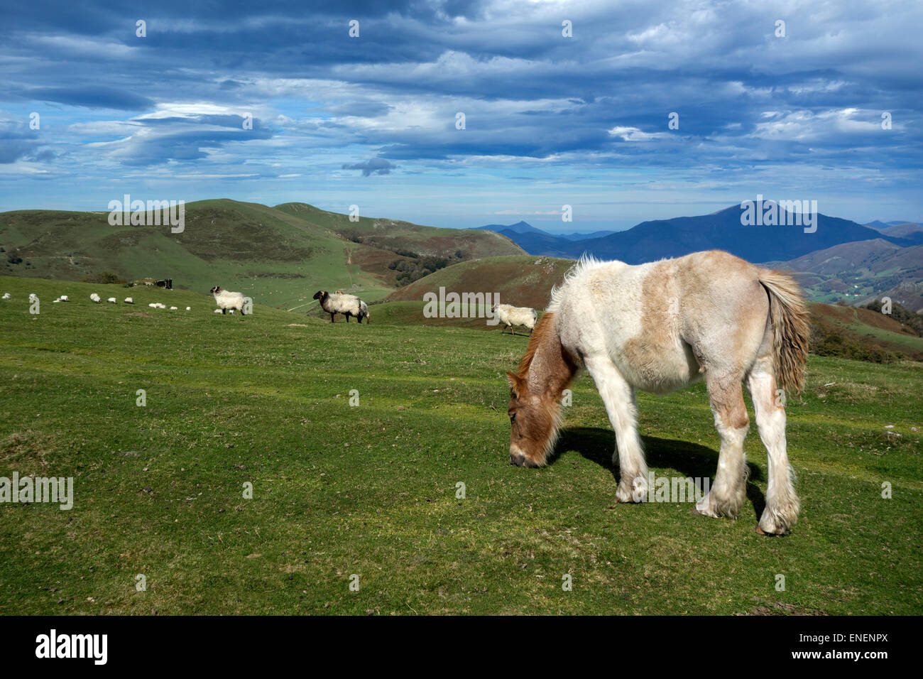 Pferde und Schafe weiden in den Bergen. Pyrenäen. Aragón. Spanien Stockfoto
