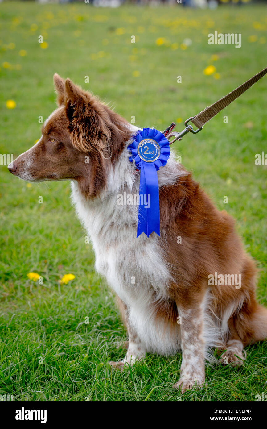 Hunde und ihre Besitzer teilnehmen an einem Alvechurch Riding Club Show in der Hoffnung, dass ihr Hunden können sie Preise gewinnen helfen können Stockfoto
