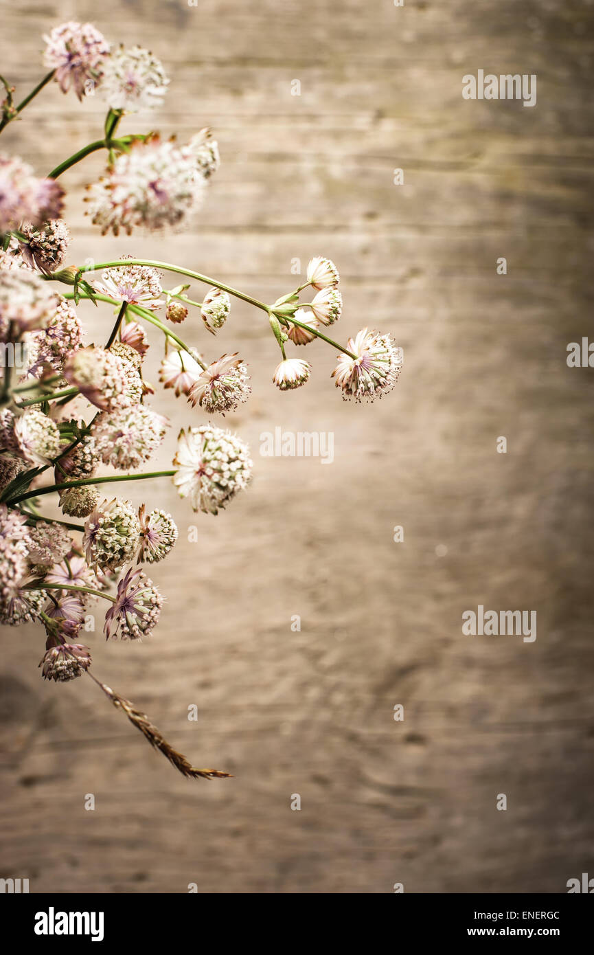 Schöne zarte Blumenstrauß Sommer Wiese auf hölzernen Hintergrund. Florale Komposition im ländlichen Vintage-Stil Stockfoto