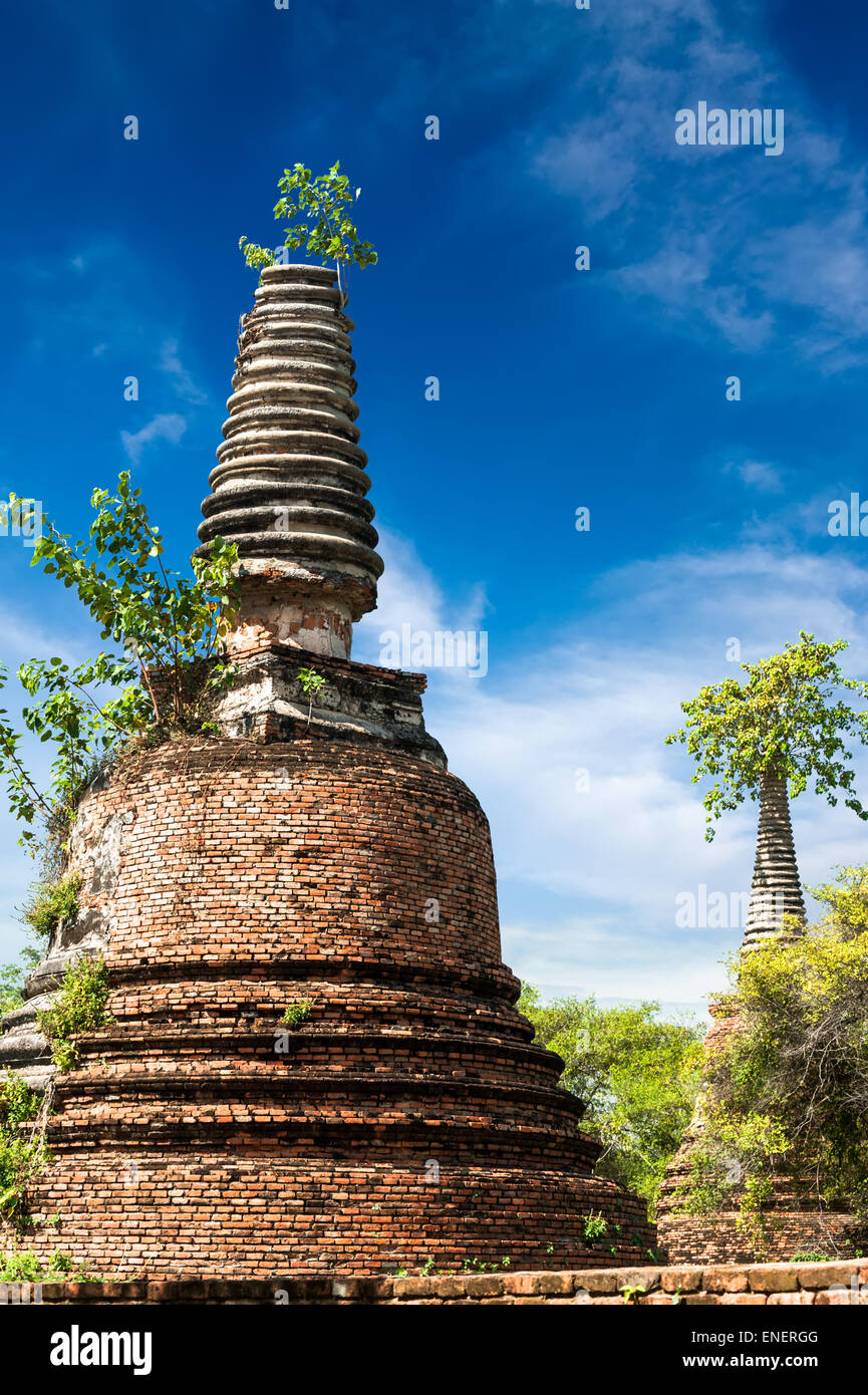 Asiatische Sakralarchitektur. Antike Ruinen mit wachsenden Bäumen unter blauem Himmel. Ayutthaya, Thailand Reiselandschaft und destinat Stockfoto