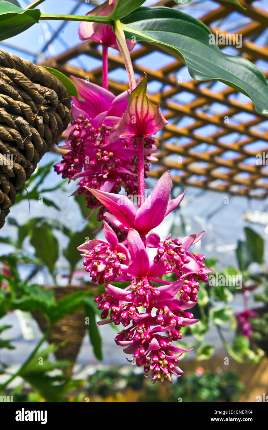 Medinilla Magnifica Stockfotos und bilder Kaufen Alamy