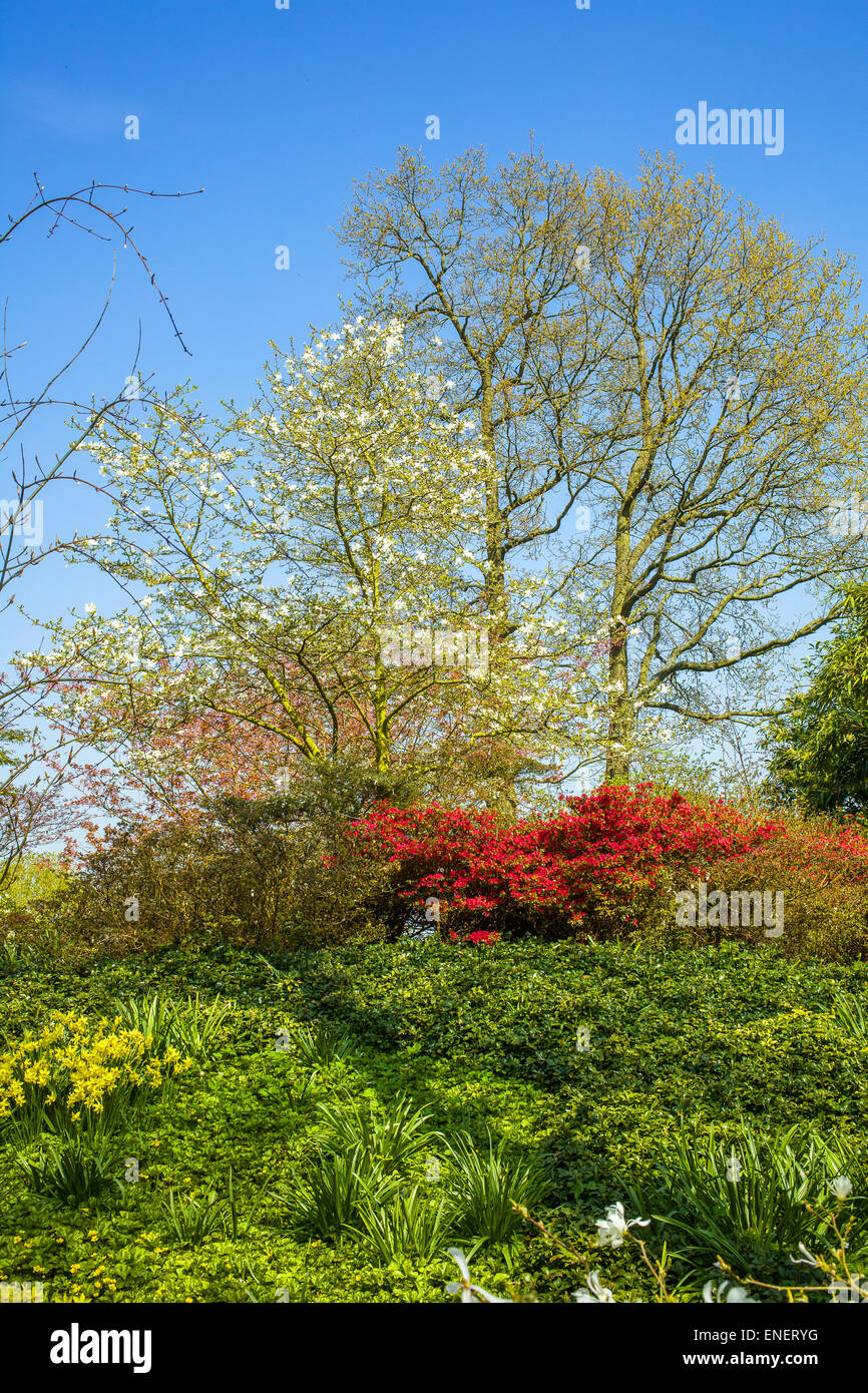 Bunte Bäume und Pflanzen im Frühjahr Stockfoto