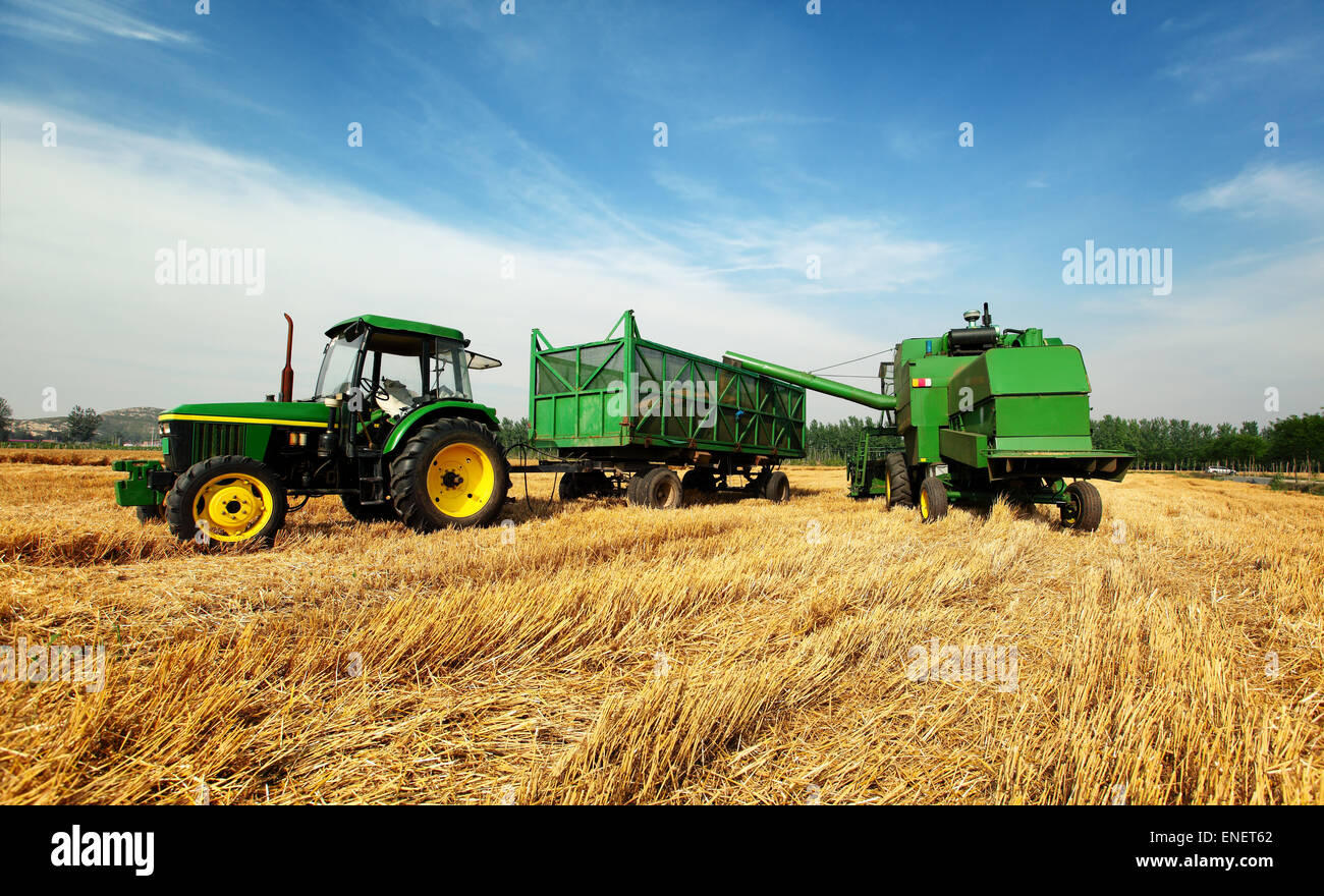 LKW, die unter das Korn von der harvester Stockfoto