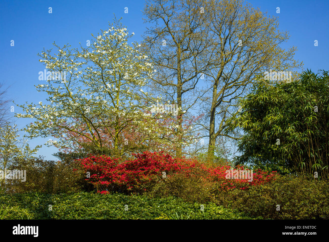 Bunte Bäume und Pflanzen im Frühjahr Stockfoto