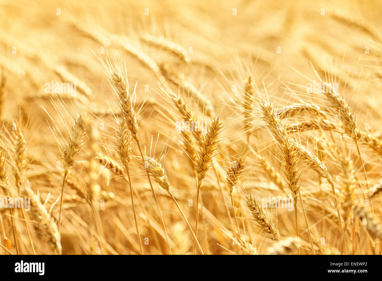 Hintergrund der Reife Ähren gelbe Weizenfeld Stockfoto