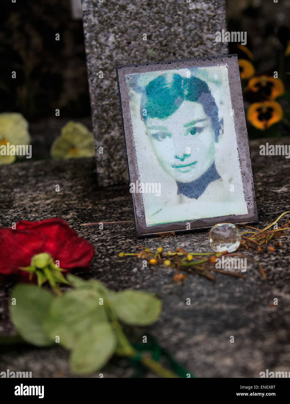 (150504) - Genf, 4. Mai 2015 (Xinhua)--eine Rose an das Grab der Schauspielerin Audrey Hepburn in Tolochenaz Dorf in der Schweiz, 4. Mai 2015 platziert wird. Audrey Hepburn, geboren in Brüssel, 4. Mai 1929, war anerkannt als Film und Mode-Ikone während der goldenen Ära Hollywoods, und auch durch das American Film Institute als einer der größten weiblichen Bildschirm Legenden in der Geschichte des amerikanischen Kinos angesehen. (Xinhua/Xu Jinquan) Stockfoto