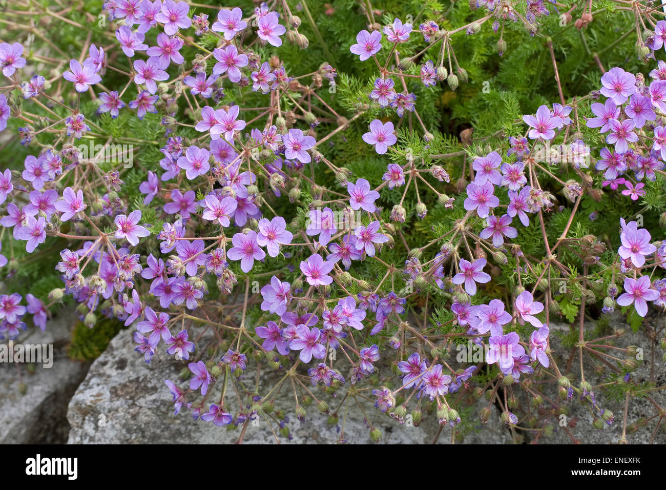 Der Storch-Bill, Bill des Reihers, Rock Storksbill, Stinkender Reiherschnabel, Felsenreiherschnabel, Erodium Foetidum, Erodium Petraeum Stockfoto