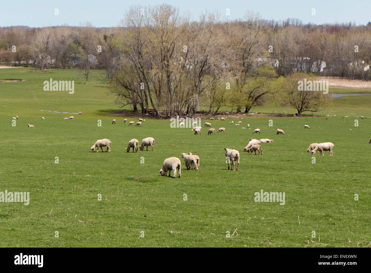 Herde der Schafe weiden. Stockfoto