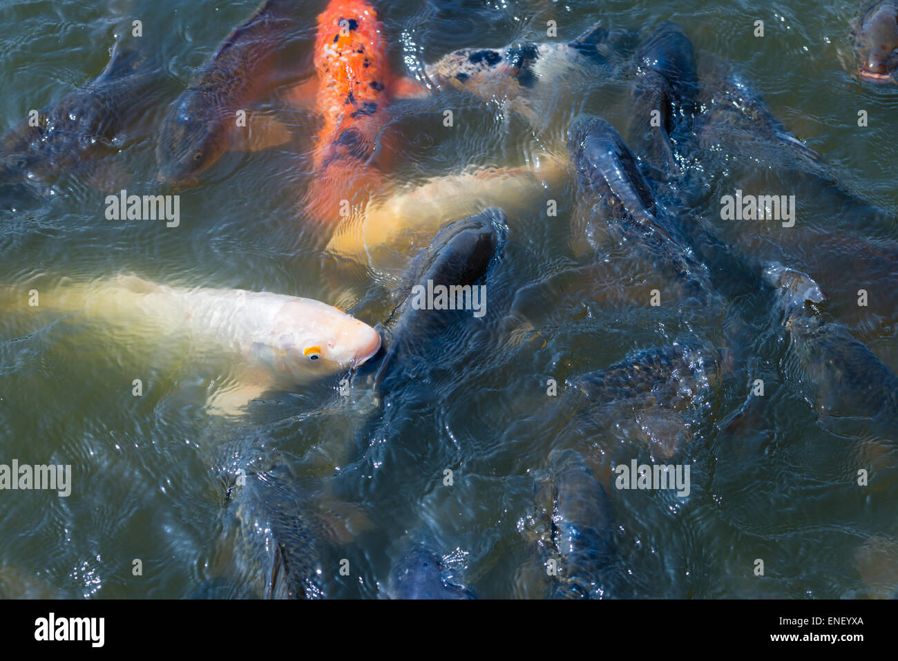 Viele japanische Koi-Fische versammeln, um zu essen. Stockfoto