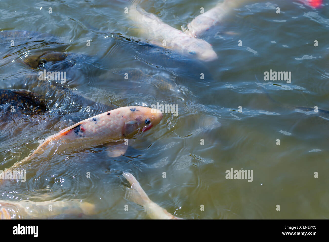 Viele japanische Koi-Fische versammeln, um zu essen. Stockfoto