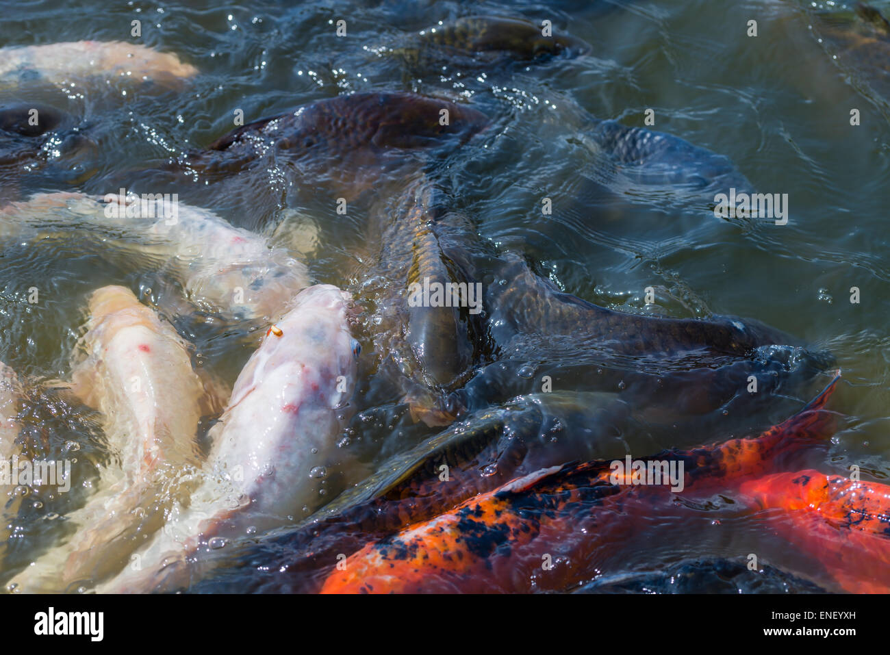 Viele japanische Koi-Fische versammeln, um zu essen. Stockfoto