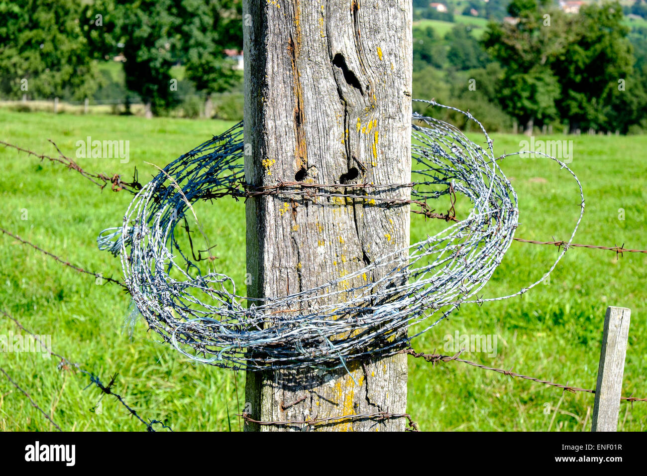 Stacheldraht umwickelt Post im Feld, Frankreich Stockfoto