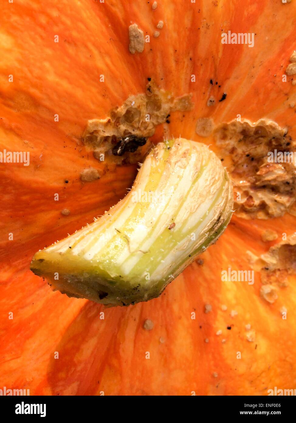 Nahaufnahme der Kürbisse aus Zuteilung im Herbst geerntet Stockfoto