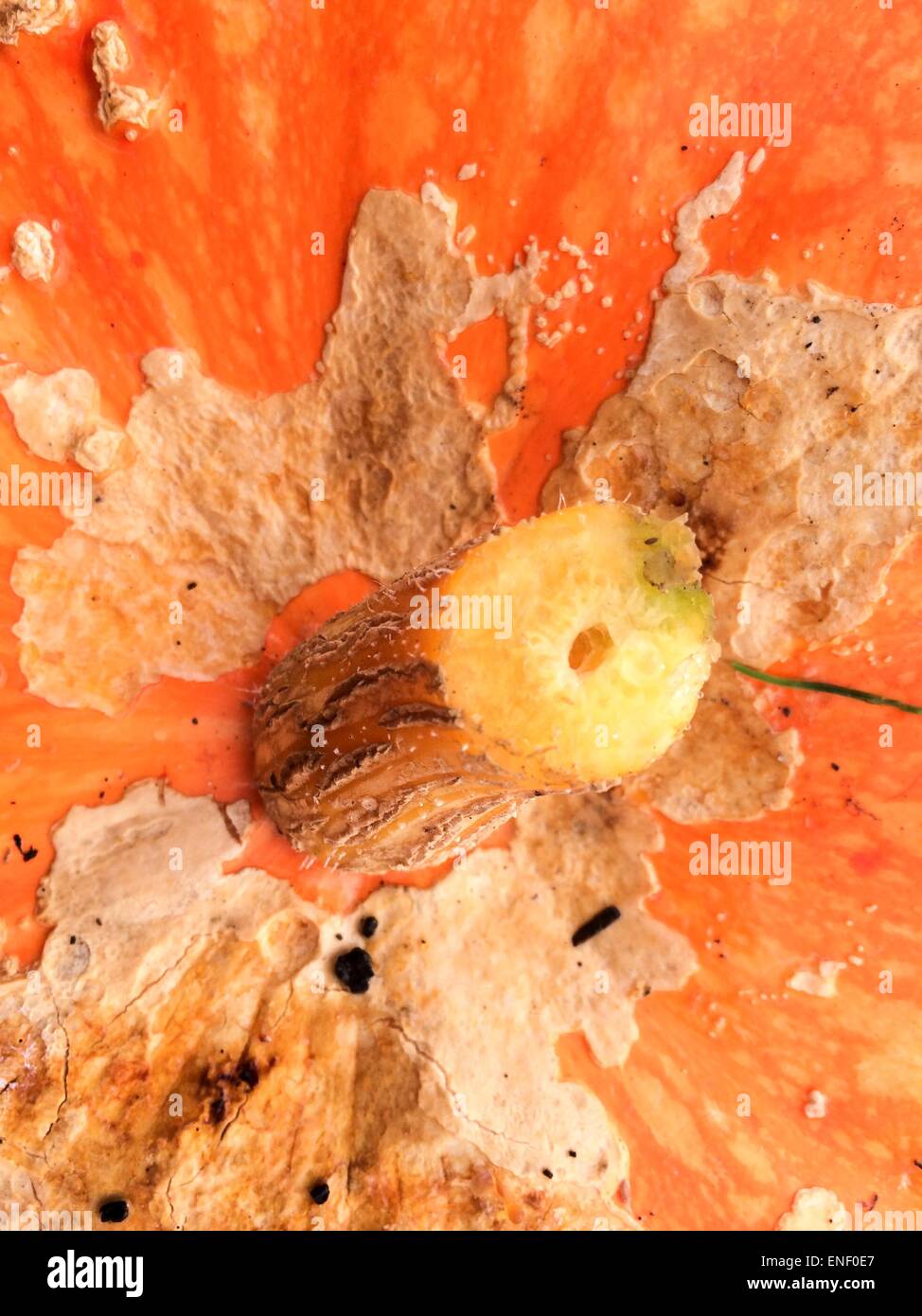 Nahaufnahme der Kürbisse aus Zuteilung im Herbst geerntet Stockfoto