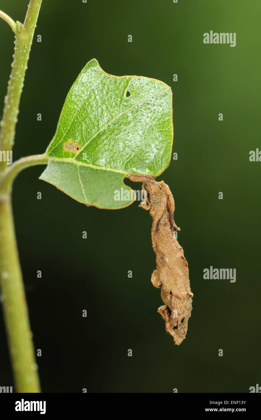 Blatt gerollt durch Rüsselkäfer - Deporaus betulae Stockfoto