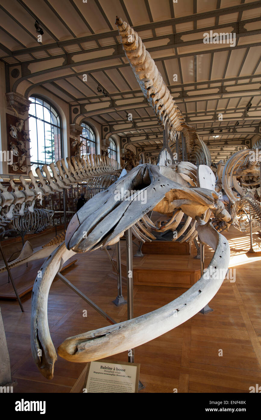 Galerie Paläontologie, Natural History Museum, Paris Stockfoto