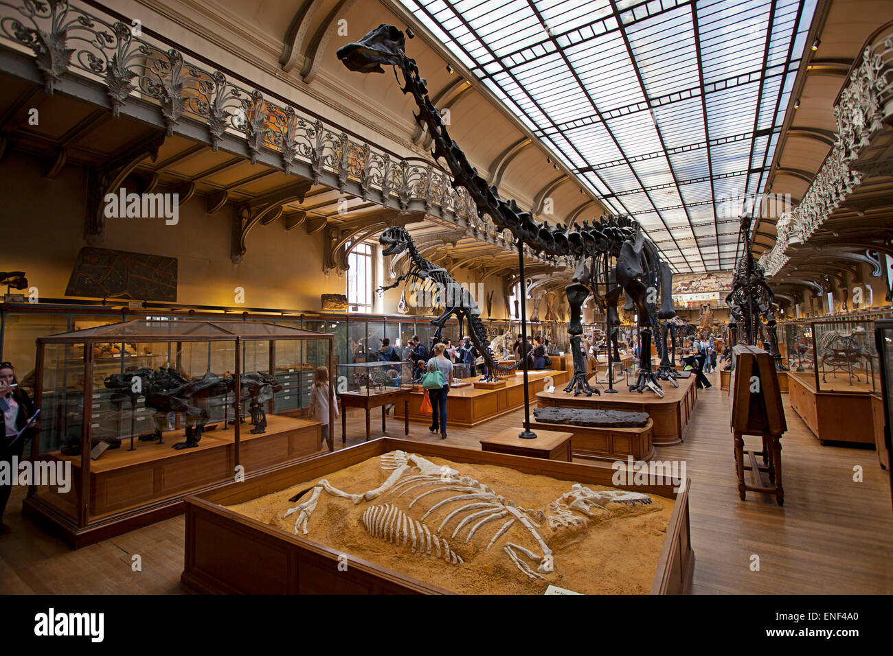 Galeries vermutlich Comparée et de heute. Galerie Paläontologie, Natural History Museum, Paris Stockfoto