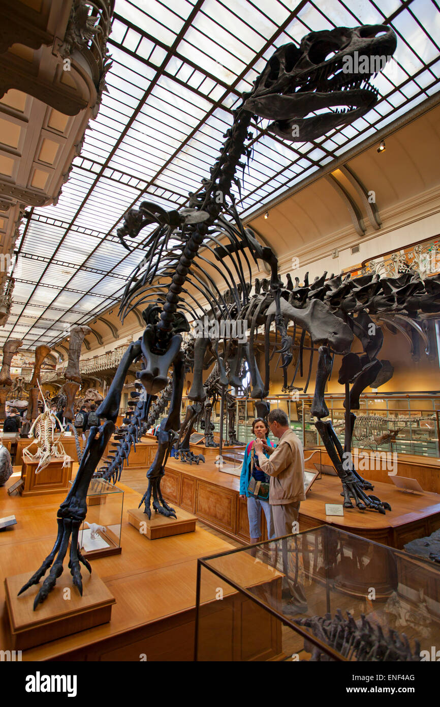 Galeries vermutlich Comparée et de heute. Galerie Paläontologie, Natural History Museum, Paris Stockfoto